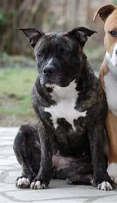 Rixendis Tribale Babsy