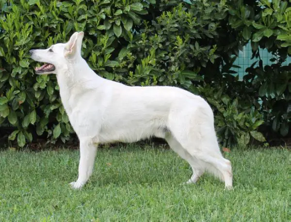 IT Ch - CH Ch JJ di Casa Praderio