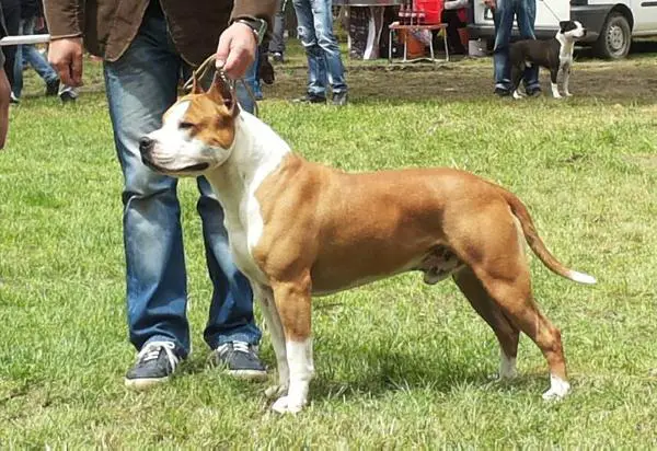 JCH.CH. Rooney Boy Dolly Bell