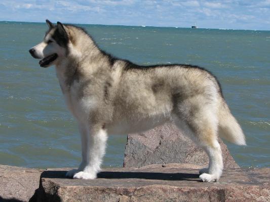 Storm Kloud's Kkrazy Cheyenne