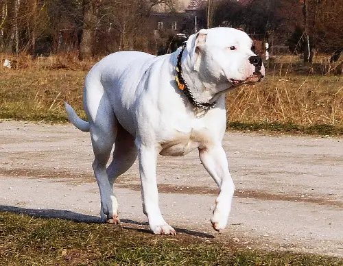 White Bandits Mia Cara