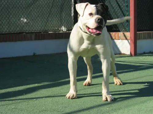 Cedar Creek's Gringo of Llebeig