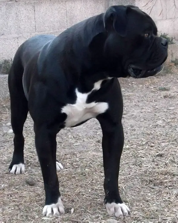 Zecca's Black Bero
