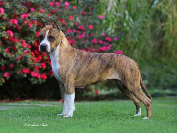 Am.Ch. Rainbow Fire Fraja Express Ticket