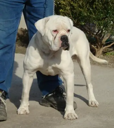 Palumbo's King Junior