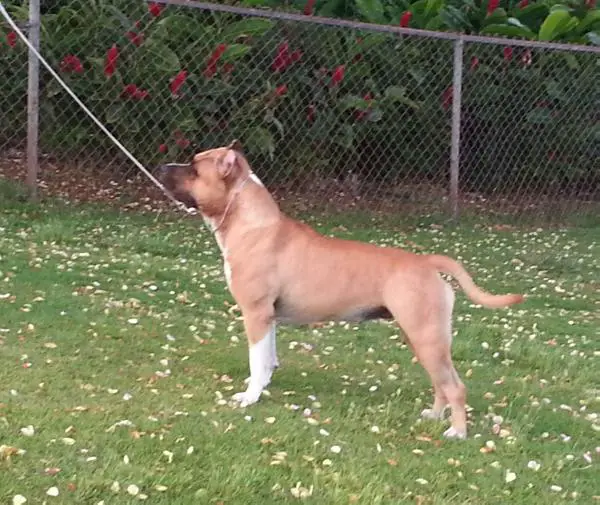 CH Pinnacle's Blood Diamond from Cedarbar