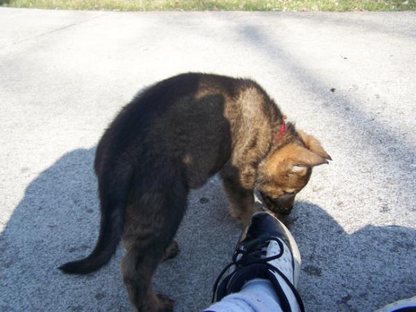 Figo vom Jager Arbeiten Zwinger