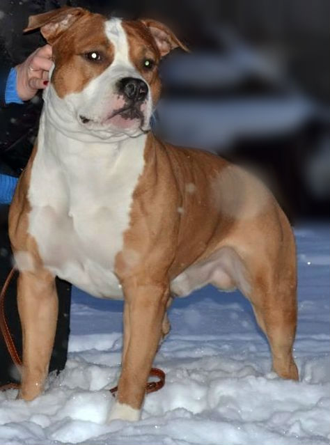 J.Ch. RUS, Ch. RUS Hard Drive Iz Doma Lankaster