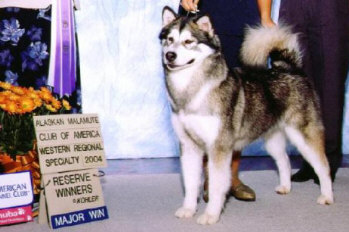 CH Vykon's Wild Wind Chill