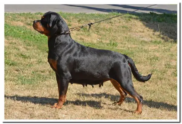 Dida Von Haus Drazic