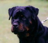 Gina von den Hassberghöhen