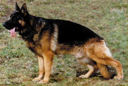 Rico von der Wilhelmswarte