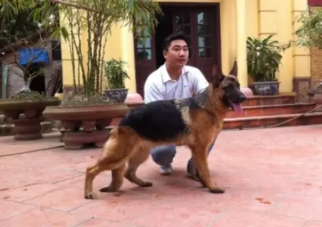 ChiNa Trần Gia
