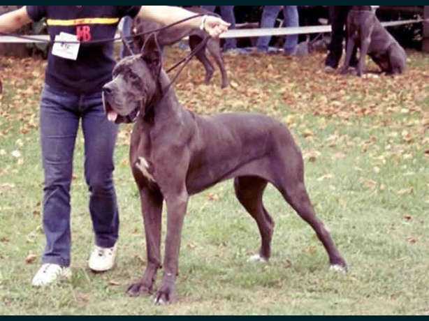 CH FRA Paola Blue Des terres royales