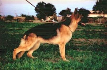 Bona della Valcuvia (1993)