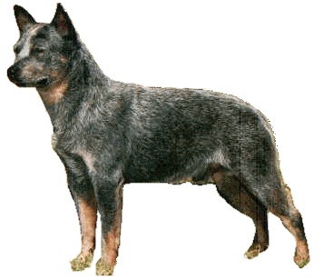 CH (US) Quarrawil Little Duke