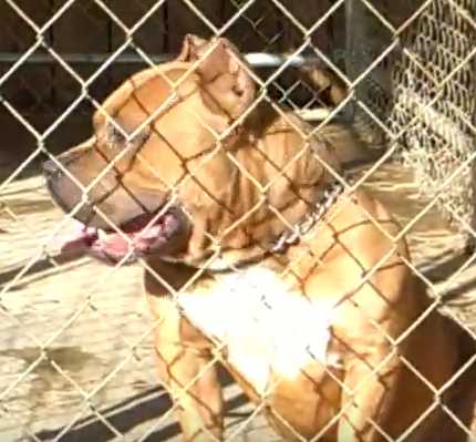 'PR' Razor's Edge Lil Ox of Wicked