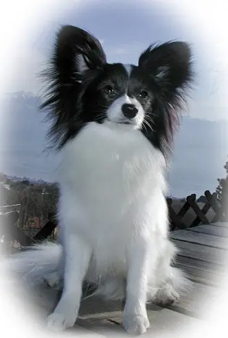 Sunshine butterfly O'scaramouche