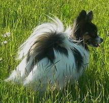 Sweet little butterfly Angelina