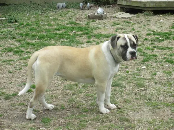 Fuqua's Maggie of U.R.