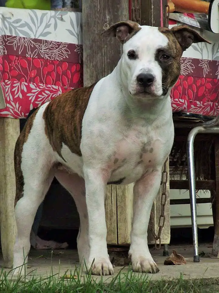 Brave Fast Haila Iokaina