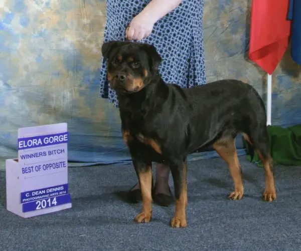 V2, V4 Bliss vom Prachtig