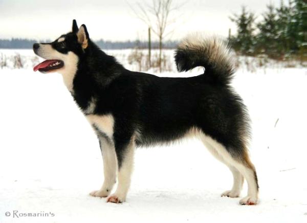 YellowSnow Malamutes Black Bagou