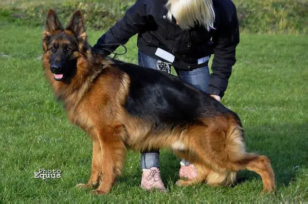 MŁ.ZW.ŚW.2013, MŁ.CH WAPPO vom Haus Tchorz