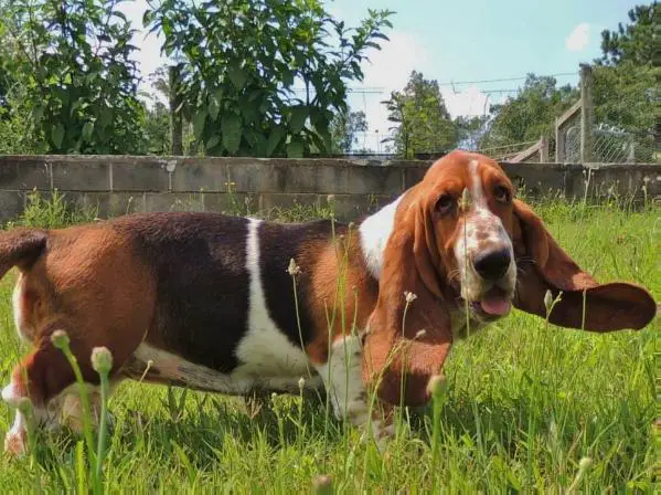 Janzen's Ethel Mae