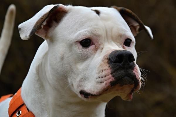 Chriso Asteri Afrodithe