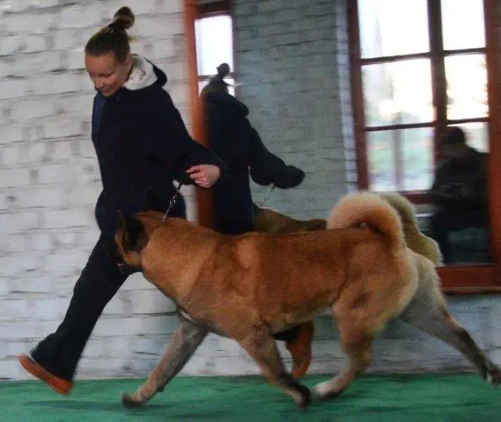 RUS/CLUB CH, RUS JCH Serhan S Gostinnogo Dvora