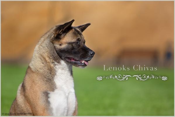 MBPIS RUS/RKF CH, RUS JCH Lenoks Chivas