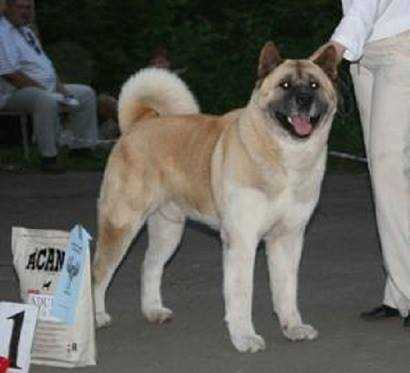 RUS/RKF CH, RUS JCH Vintage Red De Champernoune