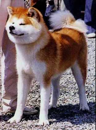 Touki Go Mogami Habano