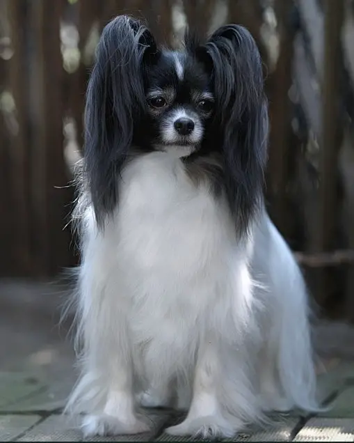 Zkarabi's Secret of Shailer