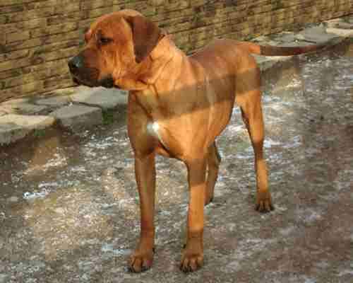 Leon Moloss De Harghita