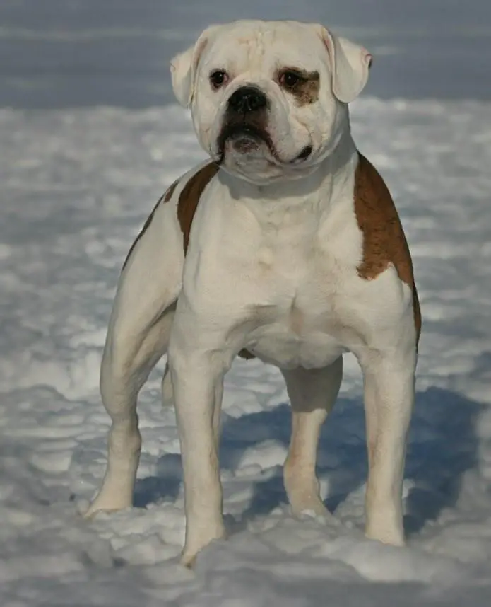 CH BLR,BREED, GRAND, RUS, MOL Vadi Hallfa On'Line