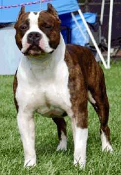 GRCH Campbell'S american idol reuben