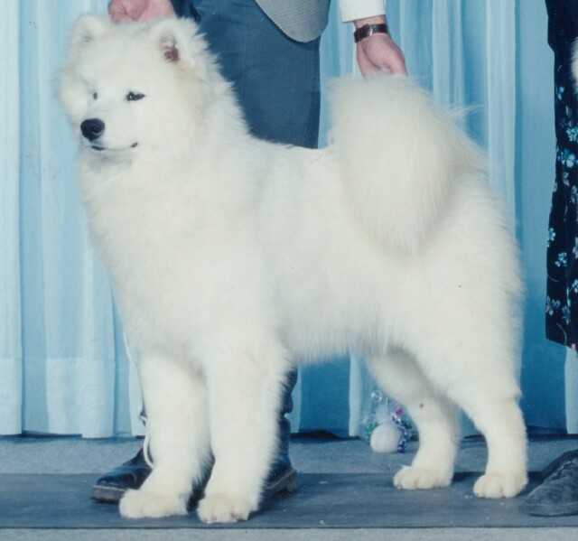 Can.UKC Ch. Kolinka's Dahlia