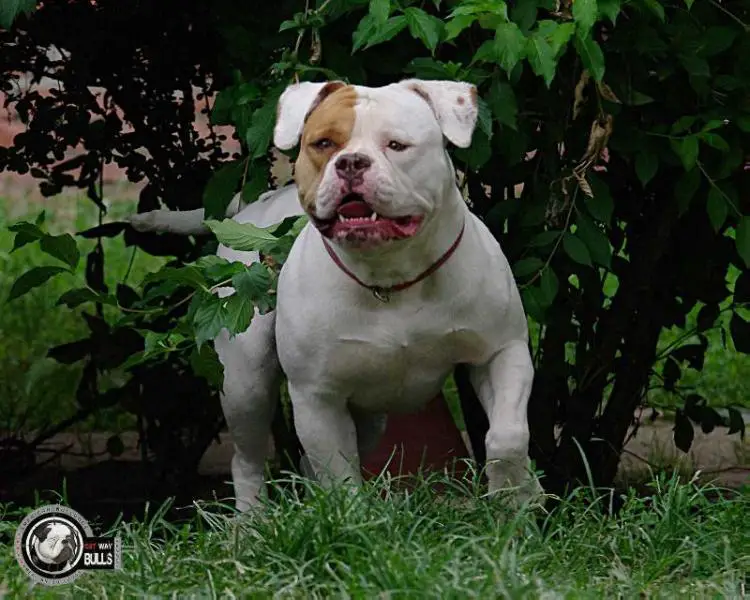 JCh, Ch RUS, Ch RKF Ostwaybulls Ginger Lucky Break ( Chica )