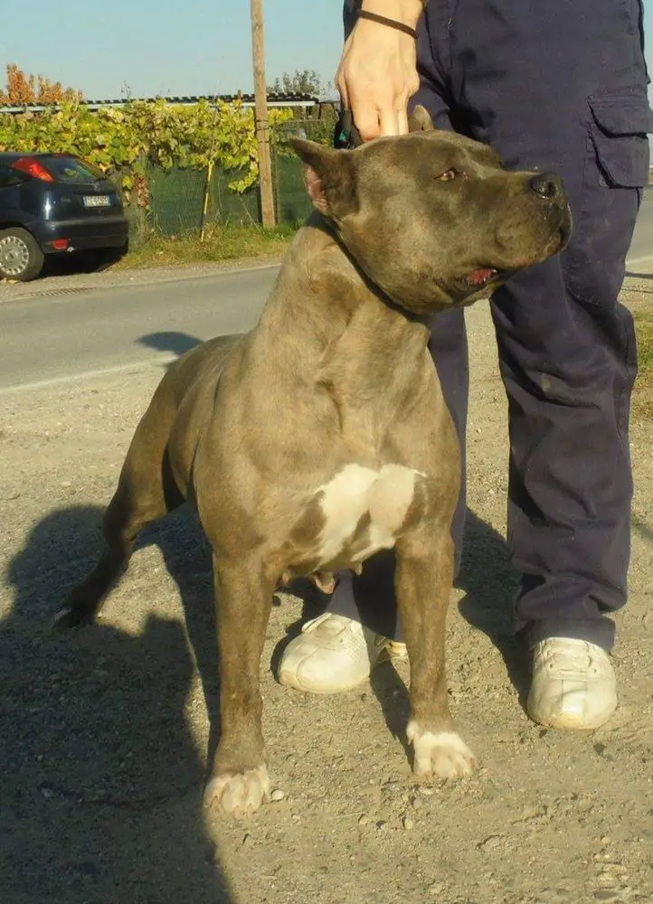 Miami Blu Phantom