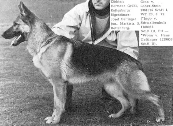 Gina vom Loher-Stein