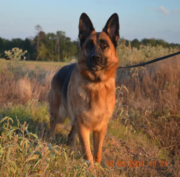 SG Belina vom Fichtenschlag-Zwinger