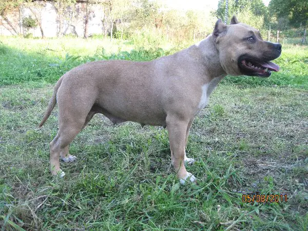 Dok'S pride beyound all price