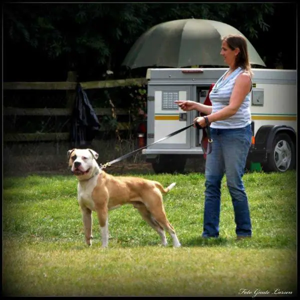 DUAL JNRCH,3x CH,NASDU L2,SWUK level1,Lorockmor level 2 2nd lejabulls Judgement day