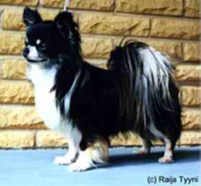 Ykkosturva ihana iiro