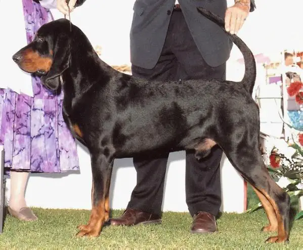 CH (AKC) Windbourne Ace Of Spades