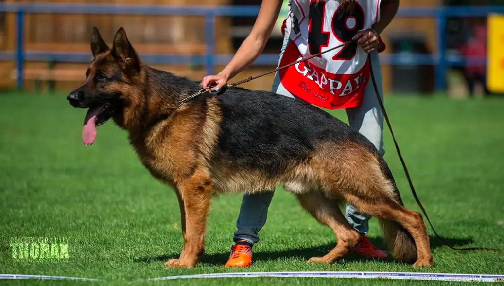 VA, V1, VO, KV, BOB, BOS, BOJ, CACIB, CAC Jasko Schreidon