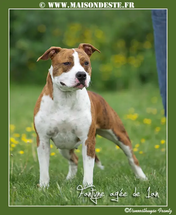 Fantyne De La Maison D'Este