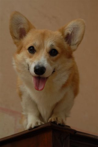 CH UA, vice EU veteran winner, vCH UA, PL Daby Daby Sambatus